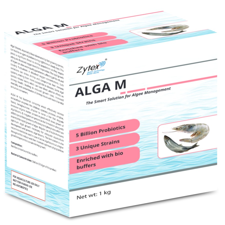 Alga M