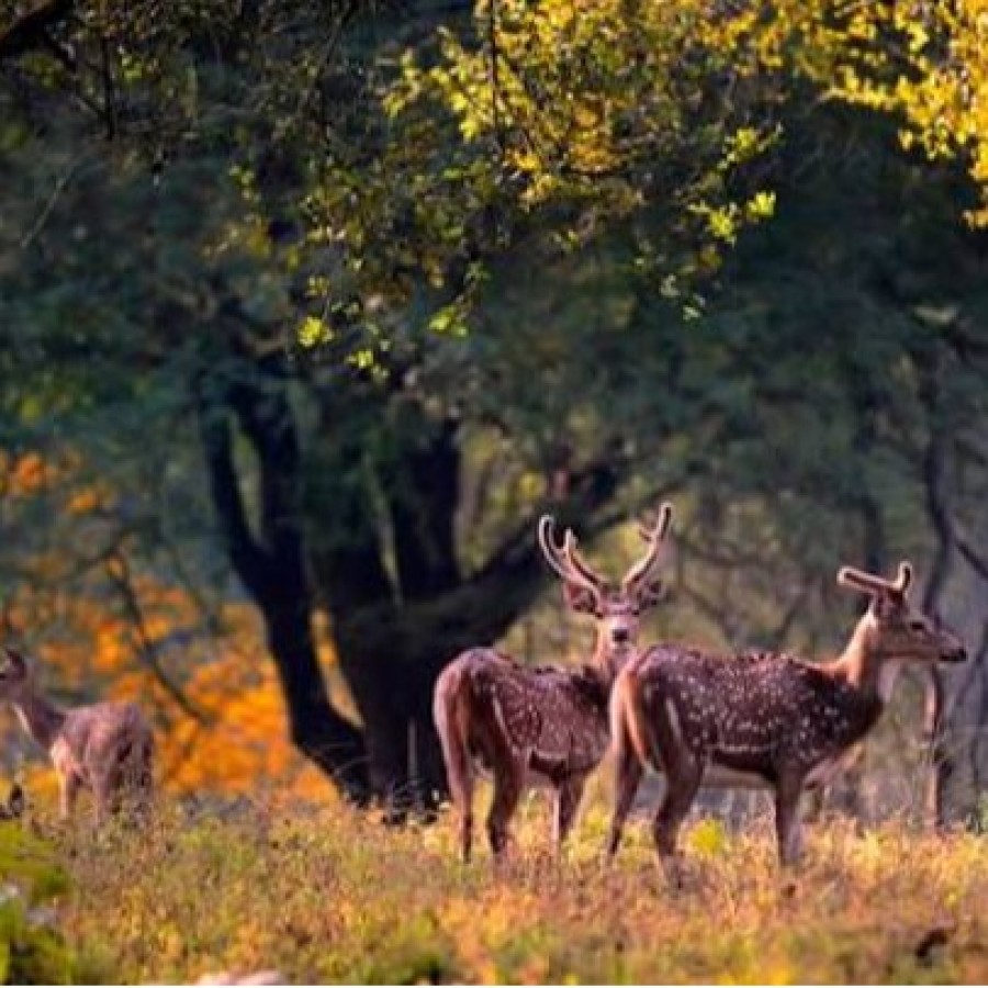 Corbett, Kausani, Almora and Nainital Tour Packages